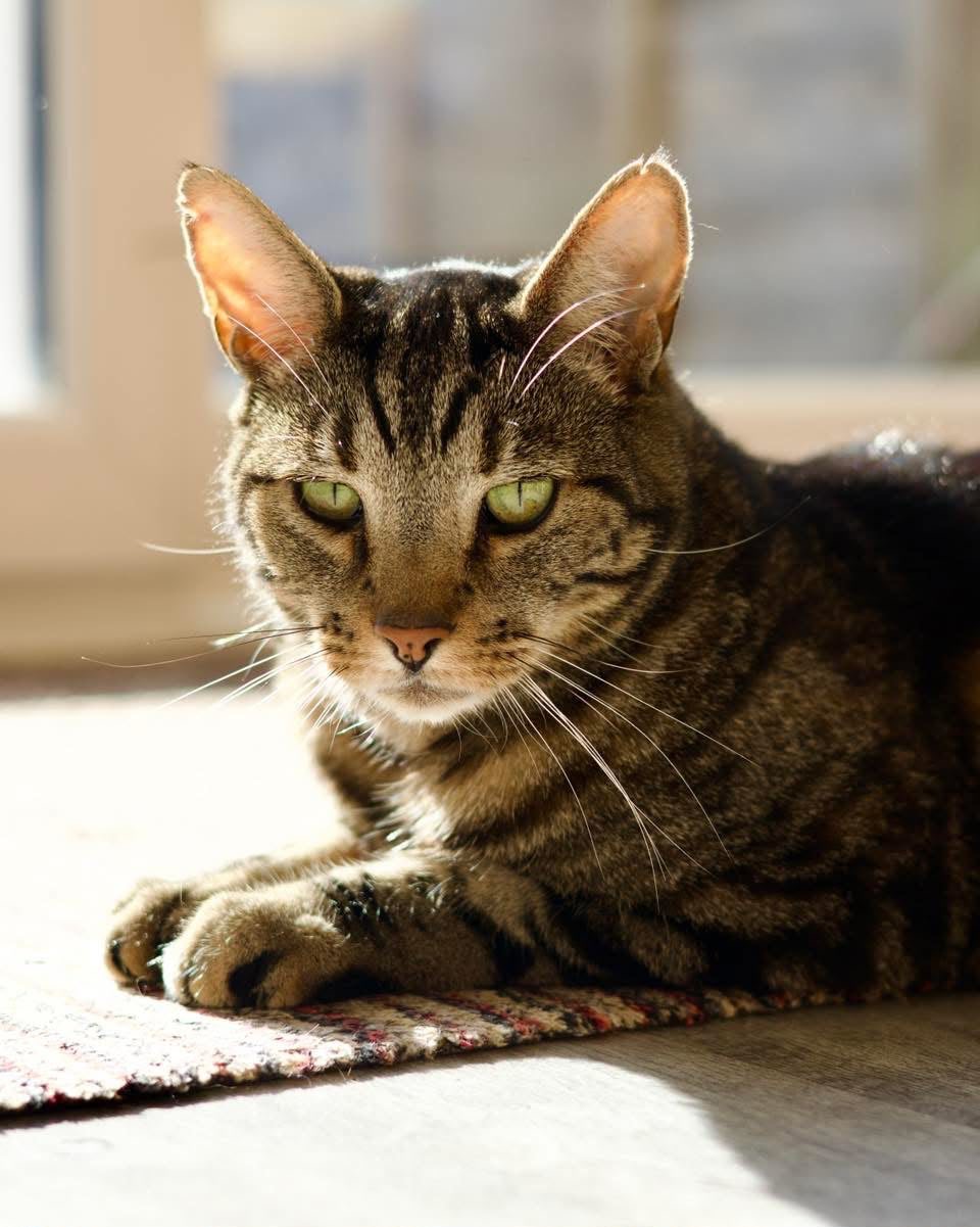 George, a tabby cat, relaxing in a sunny spot
