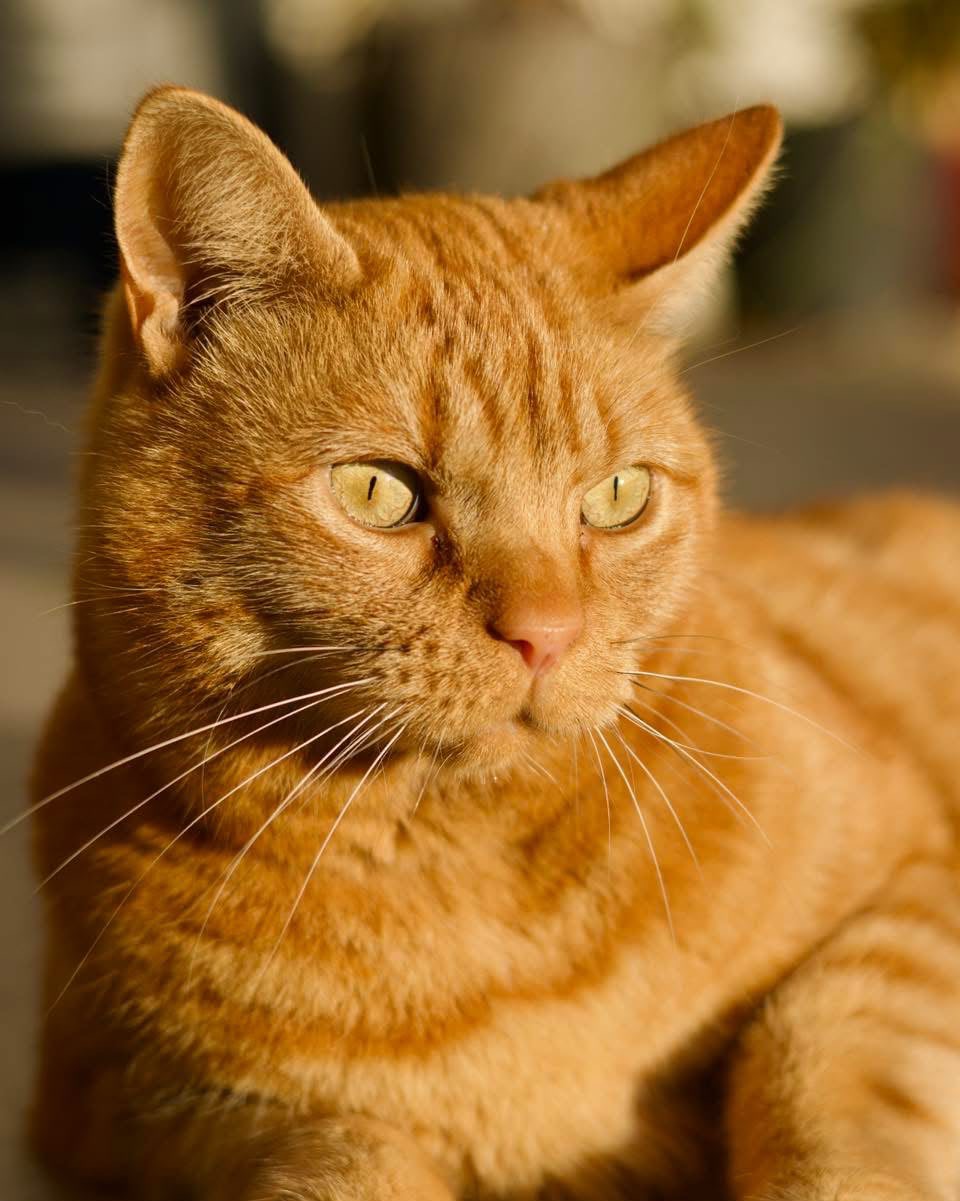 Lentil, a ginger cat, relaxing in warm sunlight