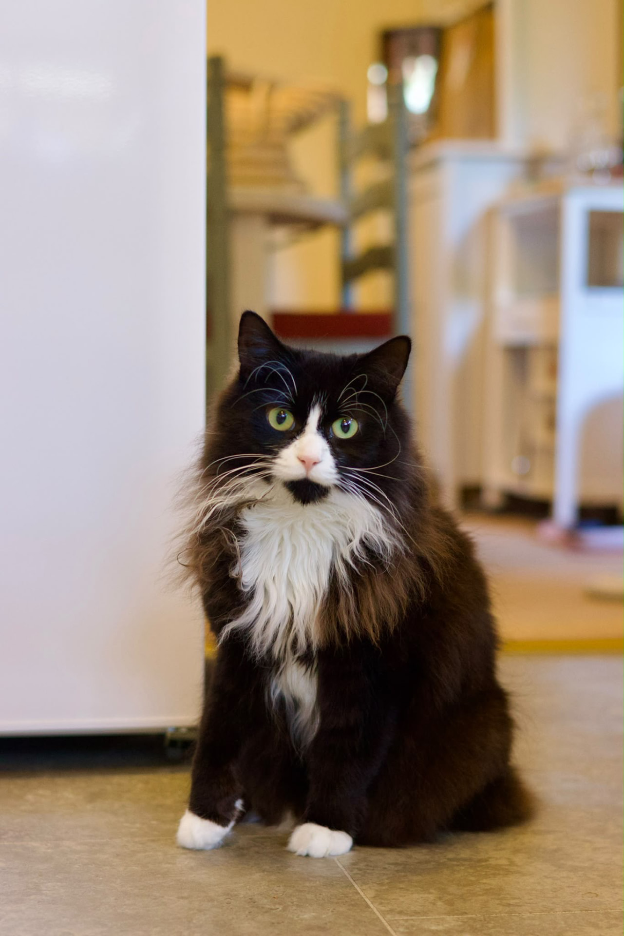 Stan, a fluffy black and white cat, sitting indoors