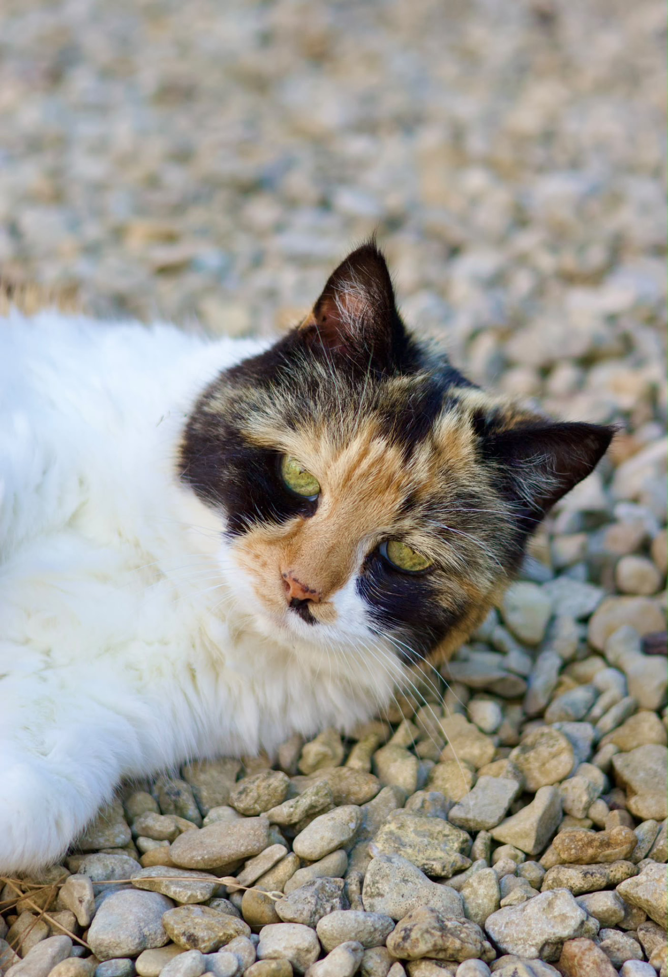 Tilly, a calico cat, resting on pebbles