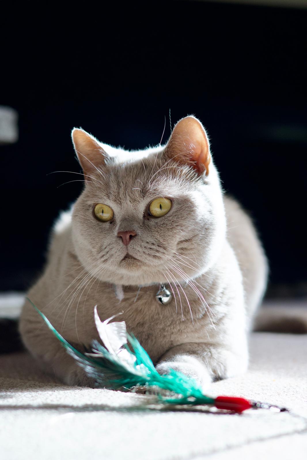 Jerry, a grey cat, lying beside a feather toy