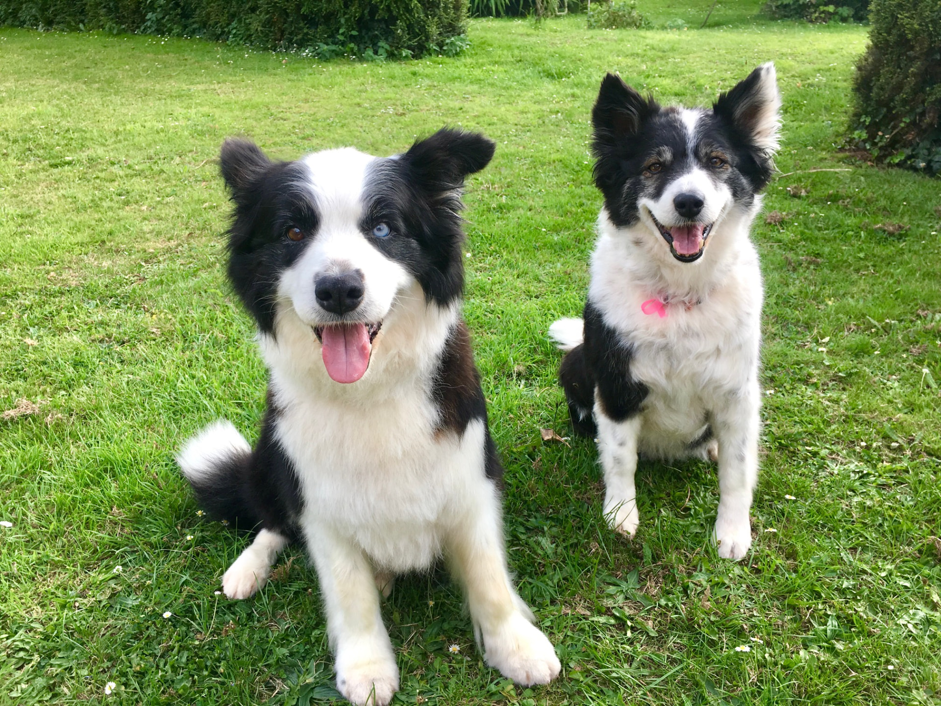 Jess's two Border Collies sitting together on the grass