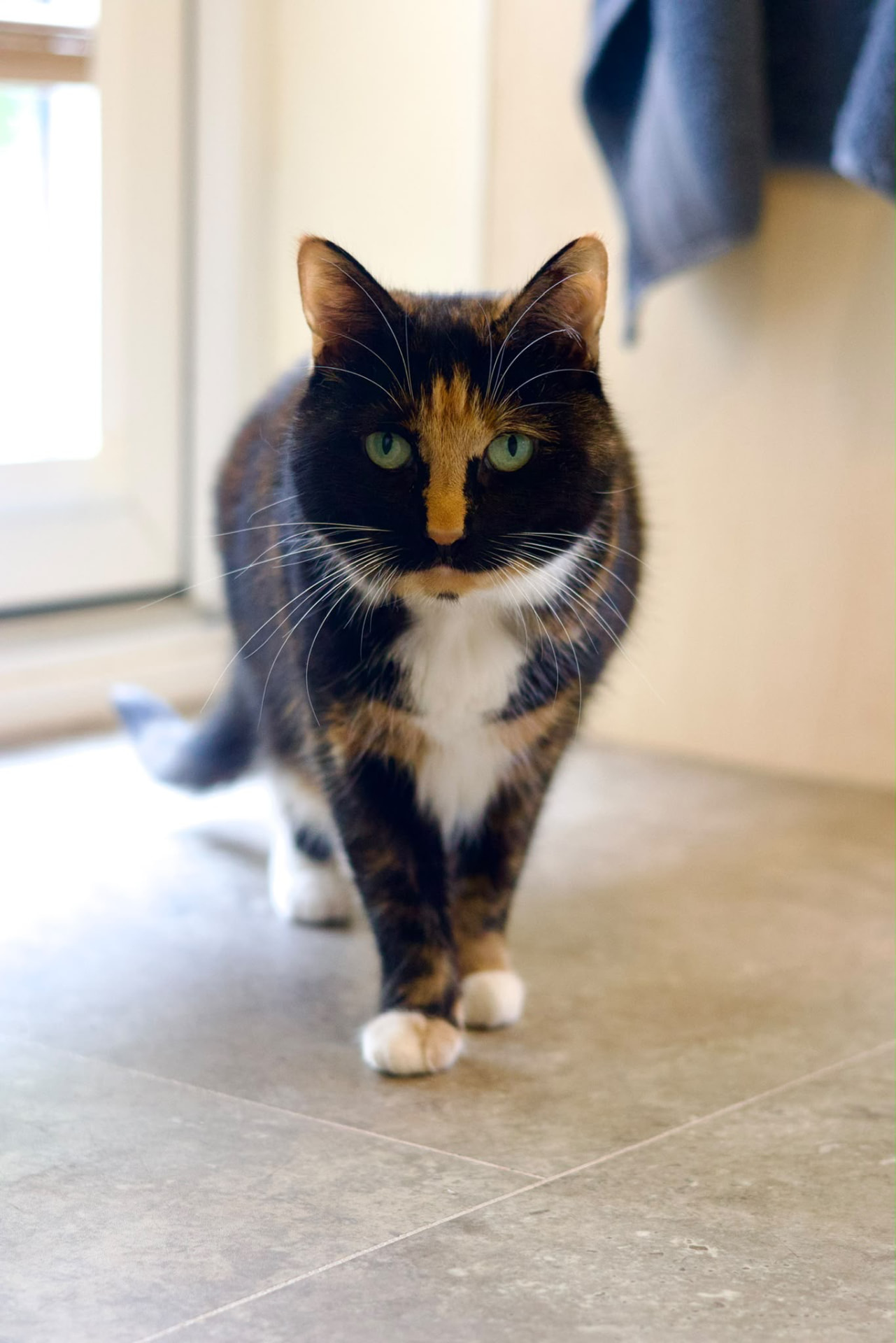 Roxy, a calico cat, walking towards the camera